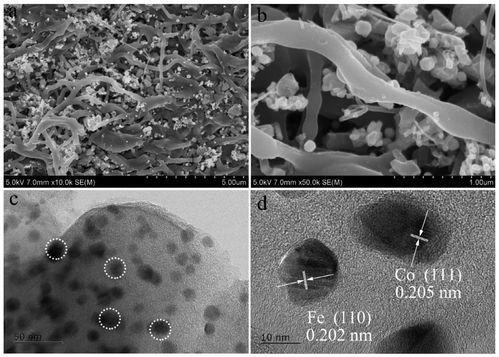 co-fe-cnfs催化劑在硫酸根自由基氧化技術(shù)及人體干細(xì)胞技術(shù)開(kāi)發(fā)與應(yīng)用中的前沿進(jìn)展