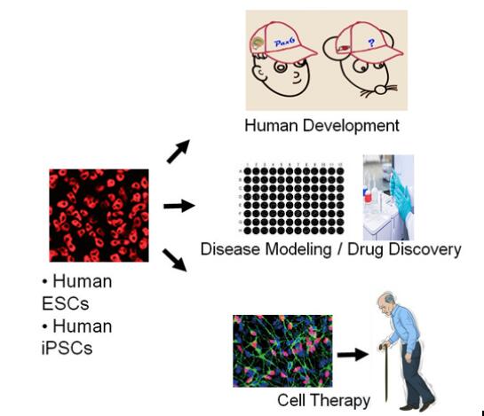 干細(xì)胞神經(jīng)分化課題組 引領(lǐng)人體干細(xì)胞技術(shù)在神經(jīng)領(lǐng)域的技術(shù)開(kāi)發(fā)與應(yīng)用前沿